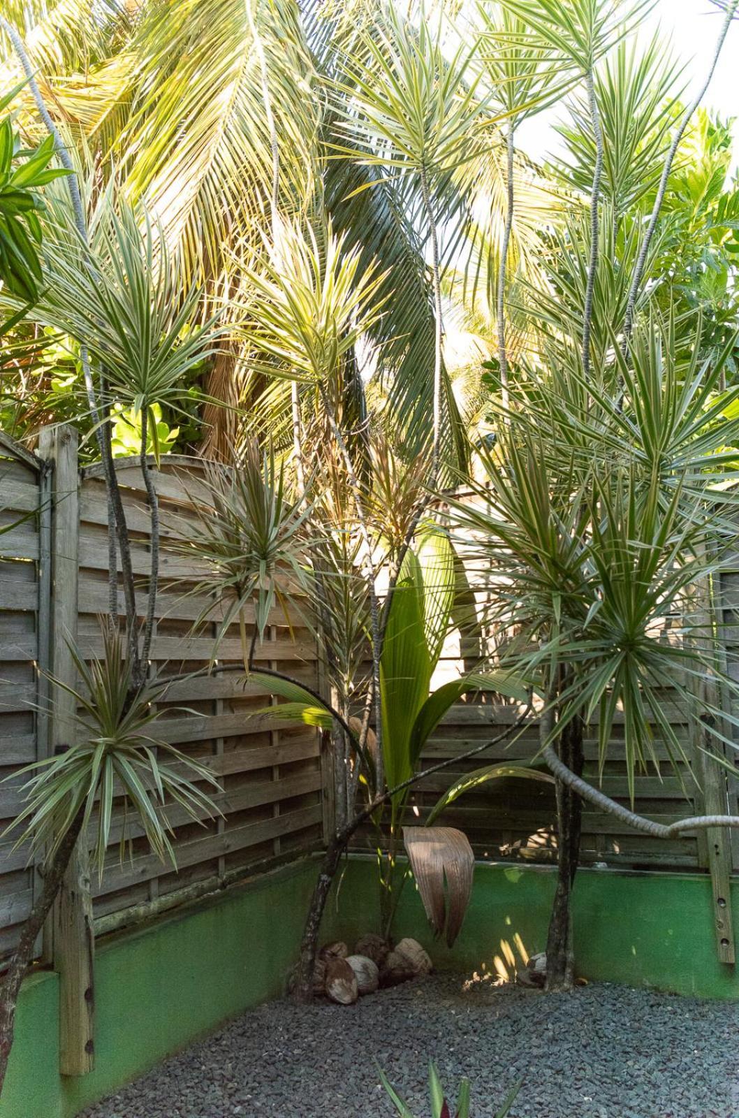 Gites Rose Des Vents Deshaies Exterior photo
